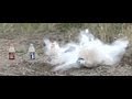Buckshot in slow motion hits 4 bottles in a row, 600 frames/sec