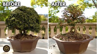 Reworking an Auction-Bought Kingsville Boxwood Bonsai | Severe Cutback & Redesign