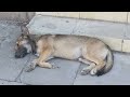 Cute Dog Sleeping Whos That Dog Pet Lover FamilyDog Hammyandolivia CuteAnimals Nature FunnyDog World