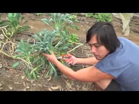 Organic Farming in the Philippines (Reality TV, Se 4 Ep 8: In caves with guano!)