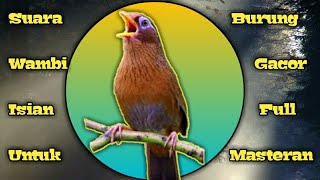 Download lagu Suara Burung Wambi/Hwamei Gacor Full Isian Untuk Masteran. mp3 Download lagu Suara Burung Wambi/Hwamei Gacor Full Isian Untuk Masteran. mp3