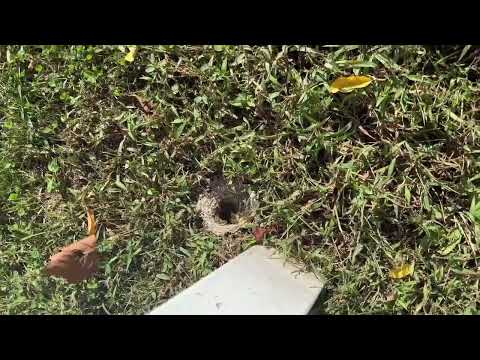 Queen Yellow Jacket Spotted in the Ground in...