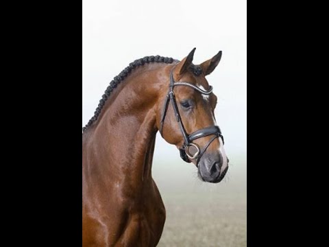 Baggio (Brantzau x Casall x Concerto II) Vechta 2022