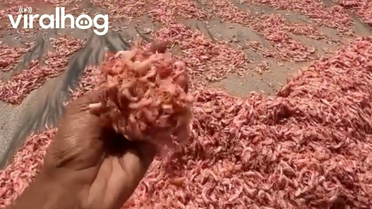 Pink Waves As Shrimp And Krill Wash Ashore || ViralHog