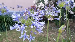 Download lagu Agapanto - Agapanthus mp3 Download lagu Agapanto - Agapanthus mp3