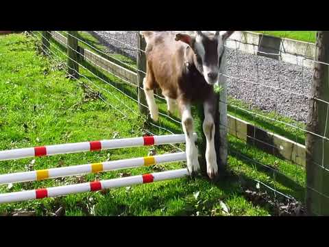 How to train a goat!