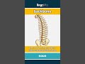backbone - the row of bones in your back... video thumbnail