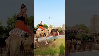 Download lagu Lakho aashiq mar jate hai#dubailife #zoo #abooba#tiger#lion #animallover#birds #burjkhalifa #dubai mp3 Download lagu Lakho aashiq mar jate hai#dubailife #zoo #abooba#tiger#lion #animallover#birds #burjkhalifa #dubai mp3