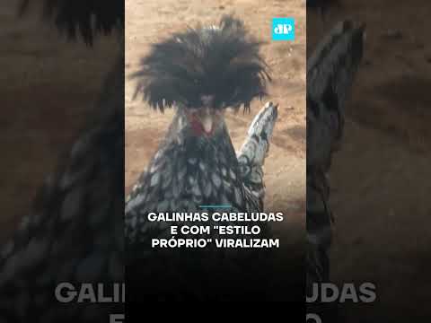Galinhas cabeludas e "estilo próprio" viralizam #shorts