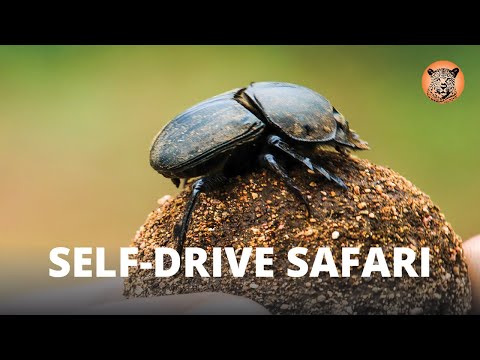 Safari Self Drive | Dung Beetles