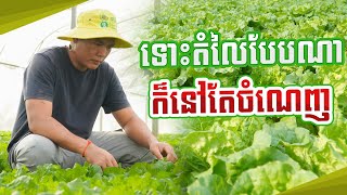 ស្ពៃក្រញាញ់ក្តោប បាត់ដំបង