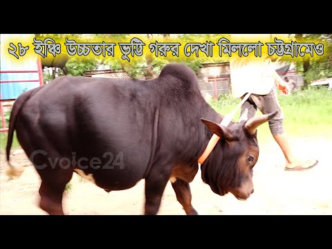 ২৮ ইঞ্চি উচ্চতার গরুর দেখা মিললো চট্টগ্রামেও