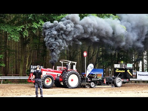 4,5t Holstein Sport in Alfstedt 26.06.2021