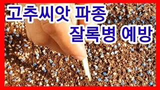 고추씨앗 파종및잘록병 예방 고추씨앗싹틔우기 고추씨앗 발아방법 고추재배 귀농귀촌 고추
