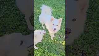 Video preview image #1 American Eskimo Dog Puppy For Sale in Pikesville, MD, USA
