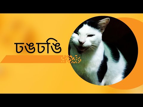 ঢঙঢঙি।।my family #catlover #cat#familymember  /August 13 , 2024