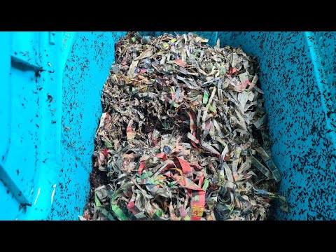 Why My African Nightcrawlers Were Trying To Escape