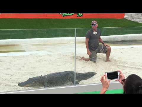 Everglades Aligator Show
