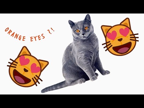 CAT WITH ORANGE EYES 😻 | LALE AND KASMIR