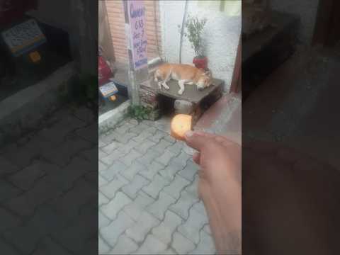#shorts #shortsfeed #youtubeshorts #trending #viral #dog #dogshorts #animals #seva #halp
