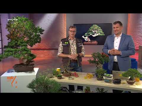🌱 Bonsai gießen und düngen