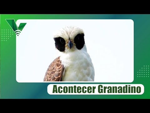 Halcón reidor o guaco: un aliado de los ecosistemas