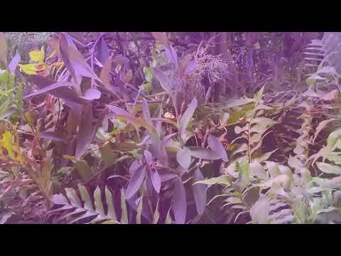 Landscape Amnesia - ambient rumination with a Roland JX-08 synth and a Hologram Microcosm