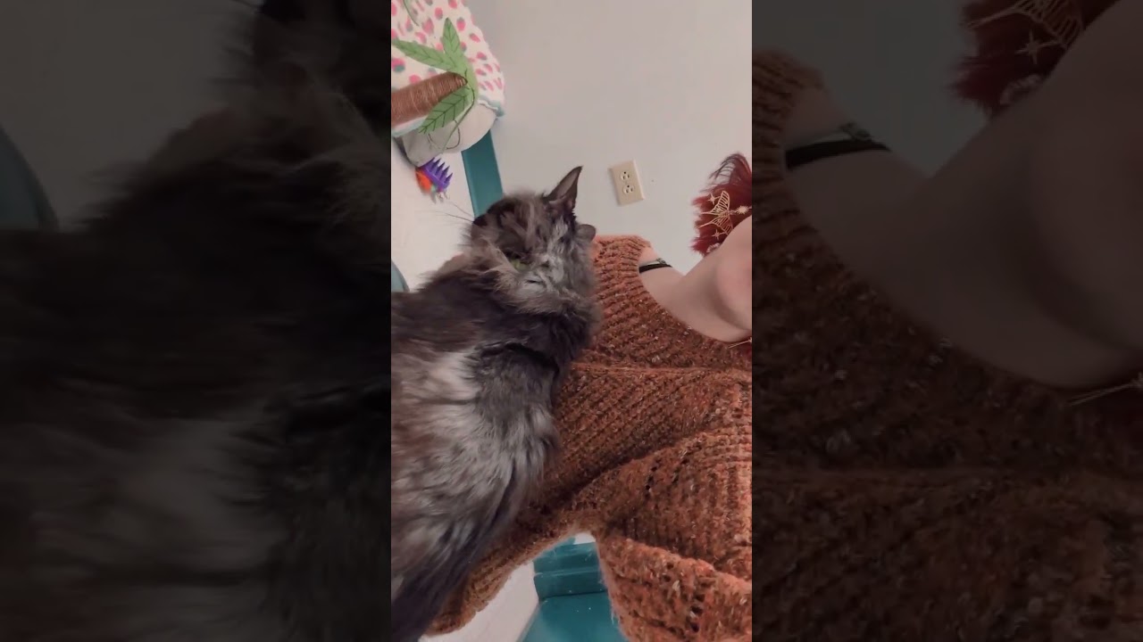 Enlarge Olive, a Adoptable Domestic Long Hair in Lakewood, CO video 6/6