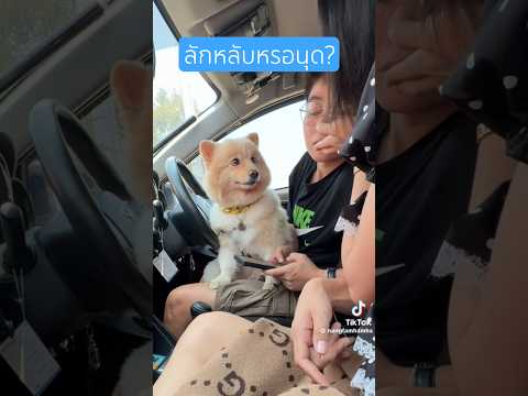 #ตลก #ตลกฮาฮา #อารมณ์ดี #มีความสุข #ครอบครัว #หมา #สุนัข #คนรักสุนัข #สัตว์โลกน่ารัก #สัตว์เลี้ยง
