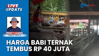 UPDATE Harga Babi Ternak di Toraja, Tembus sampai Rp 40 Juta Seekor karena Stok Menipis