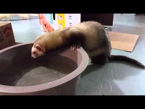 YouTube video about: Can ferrets drink out of a bowl?