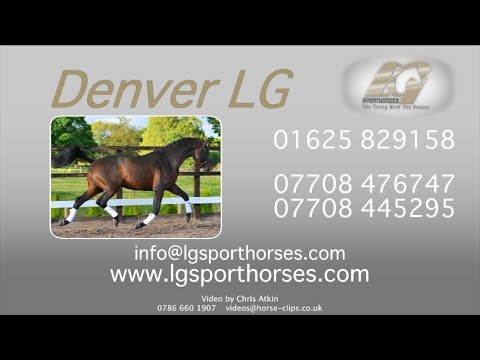 Denver LG - Stallion