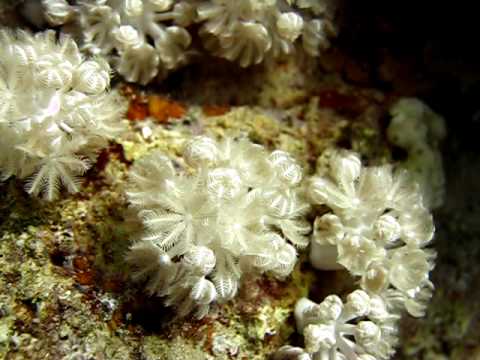 Blütenkorallen, Hausriff Happy Life Village,Ägypten