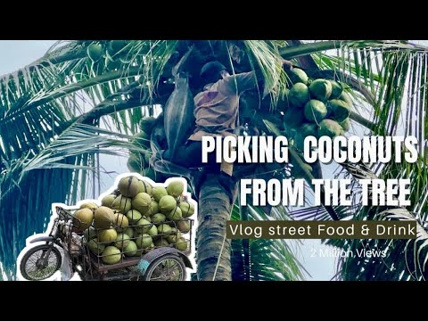 Colhendo cocos da árvore | Indonesia Food & Drink