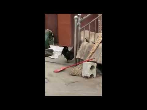 Chicken VS Dog Fight  Funny Dog Fight Videos #shorts