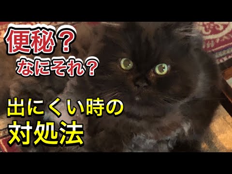 猫がうんちをしたときはどうすればいいですか?