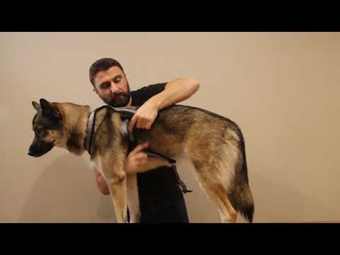 Djoring Harnais Djore Sport 