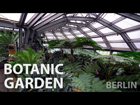 BERLIN | Botanic Garden – Full Tour | Camellia Blooming 4K LIVE - Berlin Walking Tour