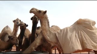 Saudi Arabia's Annual Camel Festival Concludes