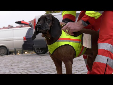 Training der ASB-Rettungshundestaffel