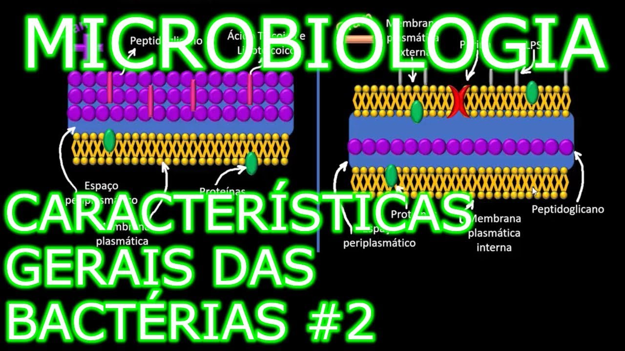 Aula: Microbiologia Médica #5 - Características Gerais das Bactérias #2