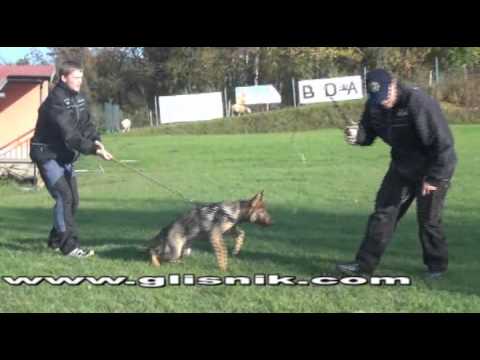 Iggy Vikar - protection, 4 months