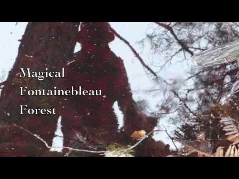 Magical Fontainebleau Forest - Katrina M