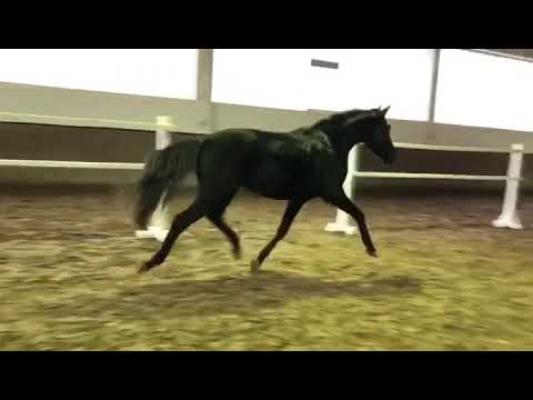 Fürstenball x Rohdiamant