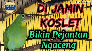 Download lagu Cucak Ijo Betina Gacor Bocor | Pancingan Bunyi Untuk Cucak Ijo Jantan mp3 Download lagu Cucak Ijo Betina Gacor Bocor | Pancingan Bunyi Untuk Cucak Ijo Jantan mp3