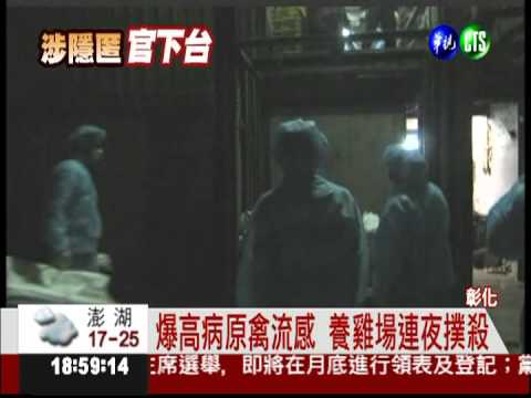 首爆高病原禽流感! 撲殺5.8萬雞隻