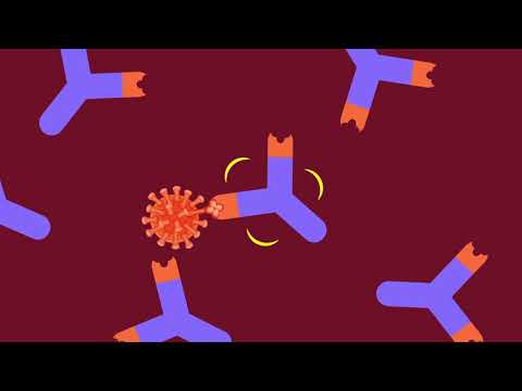 What are Antibodies?