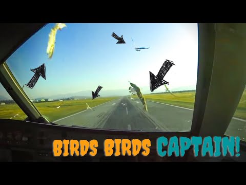 Birds ATTACKED the plane!