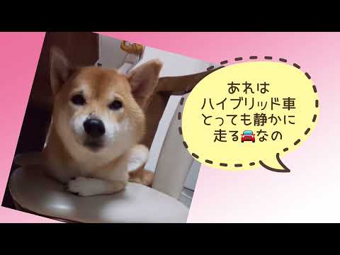 ワンワンU・x・Uお悩み相談室9️⃣5️⃣〜鯖江市市「ももちゃん」#飛び出し