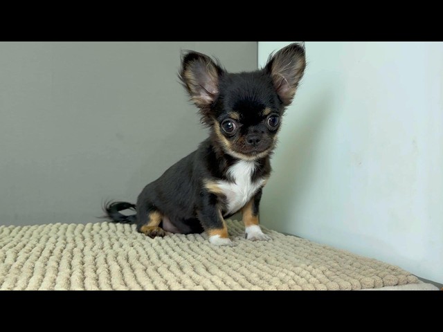 (子犬) 犬種：チワワ・ロングコート 女の子 ブリーダー マロニエケンネル　MARRONNIER KENNEL k4122の画像
